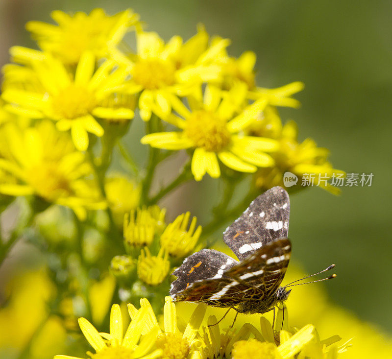 地图蝴蝶(Araschnia levana)第二代